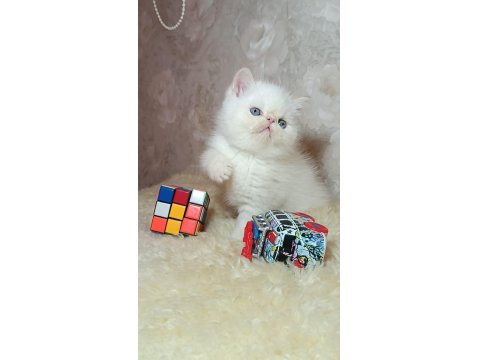 İddia Ediyorum Böyle Güzel İran Kedisi Yok