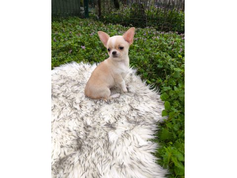 Beyaz Krem Elma Kafa Küt Burun Mükemmel Anatomi Yavru Şivava