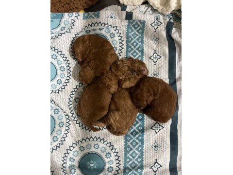 Teacup Toy Poodle Yavrular