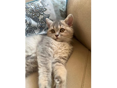 Kedimize Yuva Arıyoruz