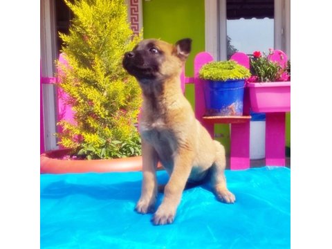 Belçika Kurdu Yavru