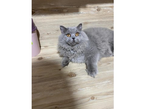 5 Aylık British Longhair