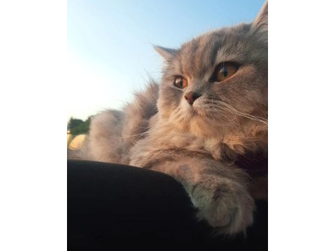 İran Ve British Melezi Sevimli Kızımızı Kalıcı Ev Arıyoruz