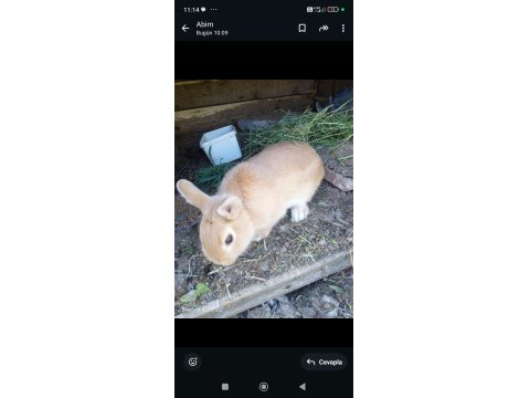 Bir Dişi Ve Bir Erkek Eşli Tavşanlar Sahiplendirilecektir