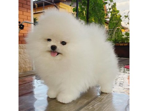 Teddy Bear Pomeranian Yavruları