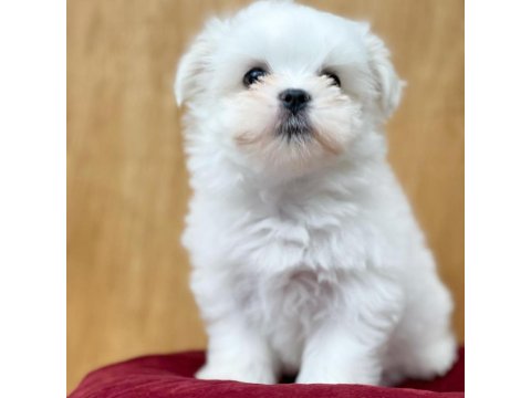 Dünya Tatlısı Maltese Yavruları