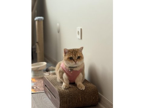 Ücretsiz Sahiplendirme British Shorthair