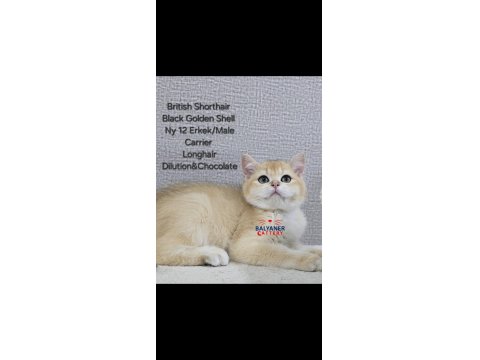 British Shorthair Golden Erkek Yavru