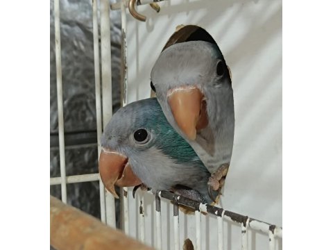 Yuva Hazırlığında Keşiş Monk Papağanları