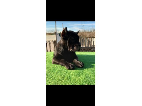 Irk Garantili 2 Aylık Erkek Ve Dişi Cane Corso