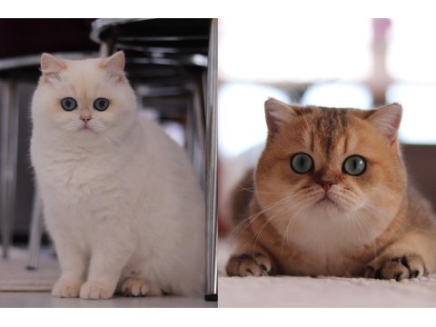 Şecereli British Shorthair Dişi Ve Erkek Yavru