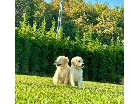 Safkan Golden Retriever Bebeklerimiz