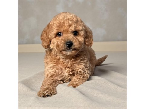 Toy Poodle Cinsi Bebekler