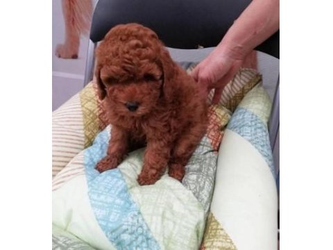 Oyuncak Kahverengi Poodle Bebekler