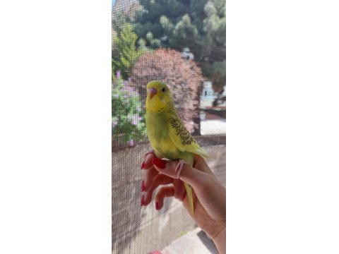 Öğretmenden Evde Beslenen Yavru Muhabbet Kuşları