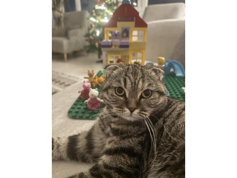 Pamuk Gibi Scottish Fold Kızımıza Yeni Bir Yuva