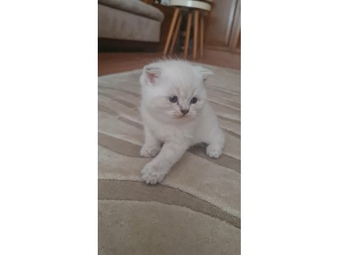 Mavi Gözlü 2 Aylık British Shorthair
