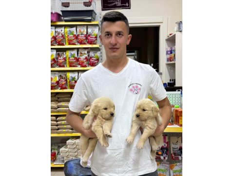 Golden Retriever Adrese Teslim Ve Kapıda Ödeme Mevcut