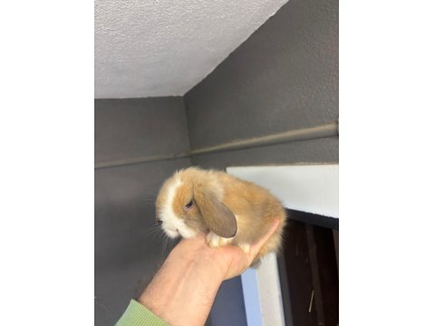 Hollanda Cüce Ve Mini Lop Tavşanlarımız Her Yere Gönderilir