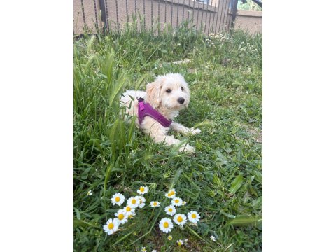 Özel Renk Dişi Maltipoo