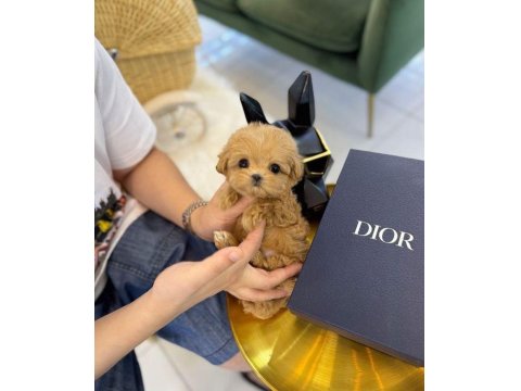 Orjinal Maltipoo Yavruları