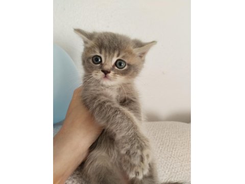 British Scottish Kedilerim