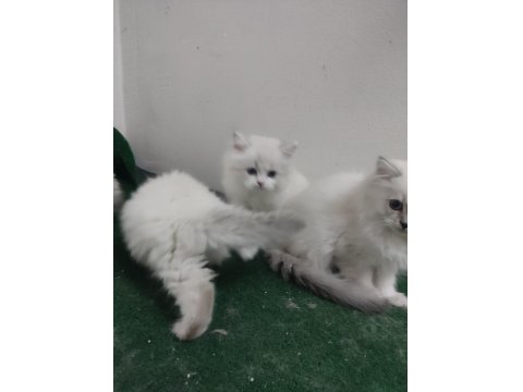 British Longhair Blue Point Yavrularımız
