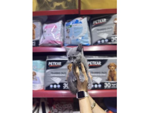 A Kalite British Kediler