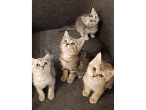 3 Ayrı Anneden British Shorthair Yavruları