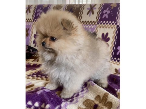 Teacup Pomeranian Boo Kızımız