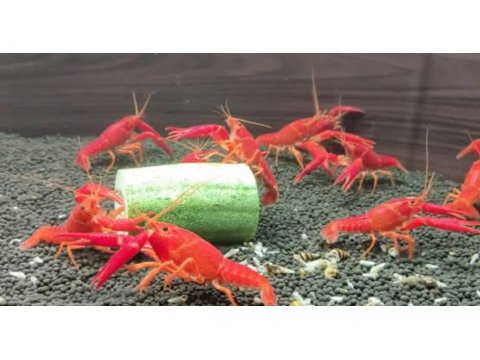 A Kalite Kerevit İstanbul