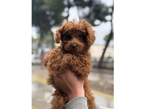 Şehir Dışına Çıkacağım İçin Sahpilendireceğim Poodle