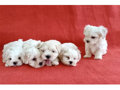 0 Numara Maltese Köpeği Yavrular