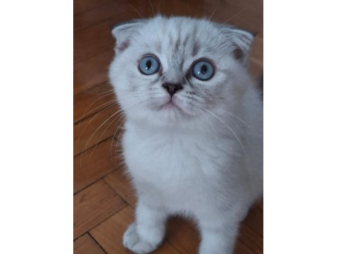 Çok Cana Yakın Dişi Bebek Scottish Fold