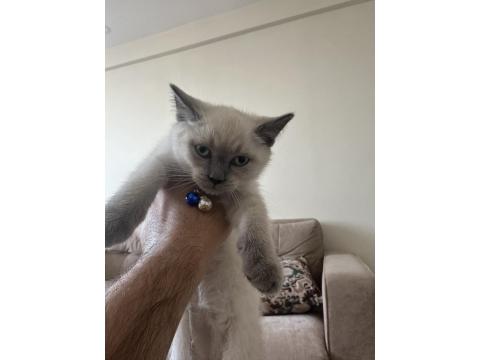 British Shorthair Blue Point