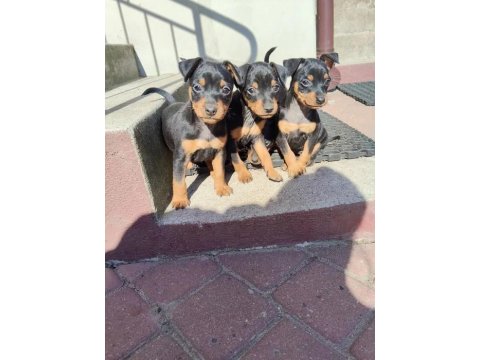 Sıfır Numara Pinscher Yavrularımız