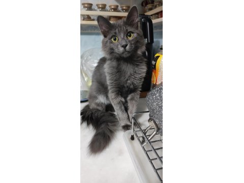 Russian Blue Nebelung 4 Aylık Aşı, Çip, Pasaportu Tam Masrafsız