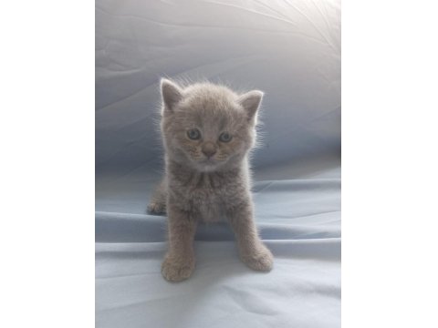 British Shorthair Scottish Fold Yavru Kedimiz