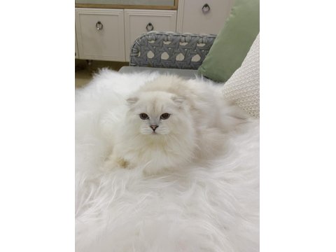 Özel Scottish Fold Erkek