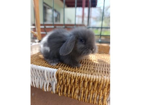 Hollanda Teddy Lop Tavşan Yavrular