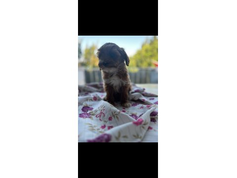 Toy Poodle Bebeklerimiz Sahiplendirilecektir