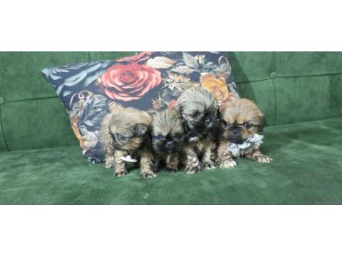 3 Dişi Ve 1 Erkek Yavru 2 Aylık Pekinez