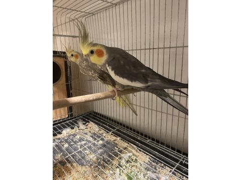 Mükemmel Formda Ve Eş Tutmuş Sultan Papağanı Çift