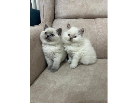 Yavru British Shorthair Yavru Blue Point Çok Minnoş
