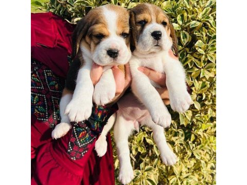 Irk Garantili Beagle Yavruları