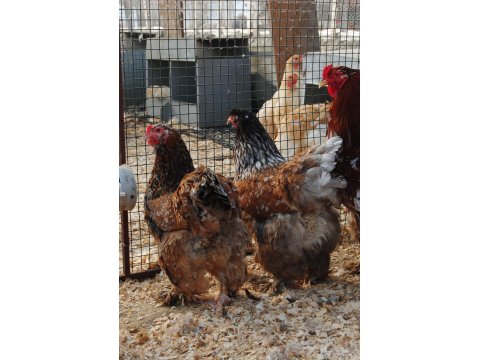 Blue Porselen Brahma Kuluçkalık Yumurta