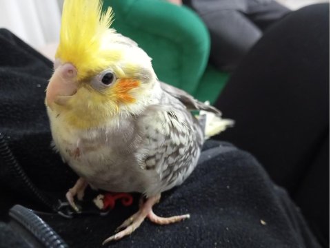 2 Adet Yavru Sultan Papağanı