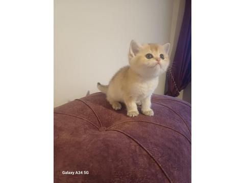 British Shorthair Golden Yavru Yer Sincan