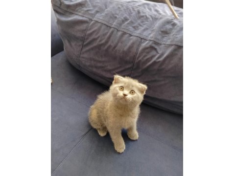 Scottish Fold Kedimiz