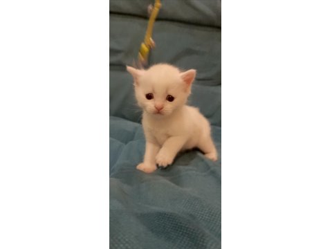 Scottish Fold Ve Straight